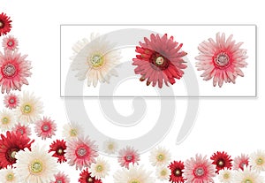 Flower banner