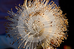 Flower of the baobab. Close-up. Madagascar.