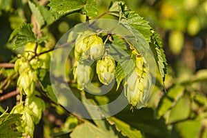 Flower bar (female flower) Humulus lupulus (common hop, hop)