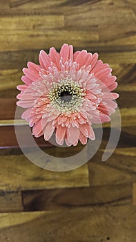a flower barberton daisy focus