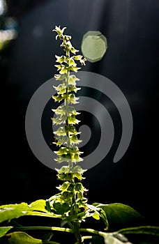 Flower of Basil with sun light ray