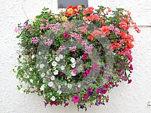 Flower Basket Against a Stucco Wall