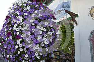 Flower basket by old house