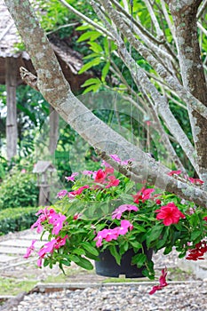 Flower baskets