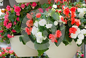 Flower baskets in Redmond Town Center