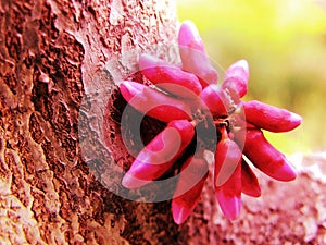 Flower, Bauhinia