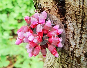 Flower, Bauhinia