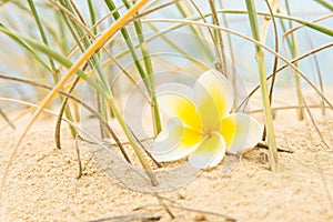 Flower and beach grass