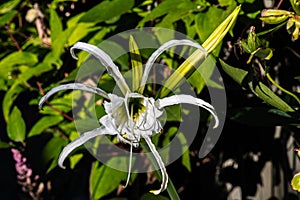 Flower of a Beach Spider Lily