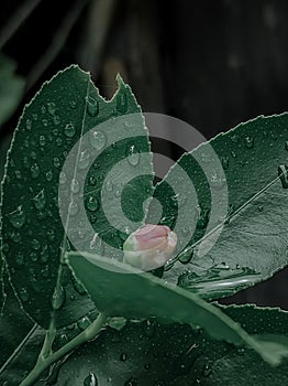 Flower and the beast