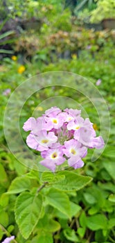 Flower beautifies nature