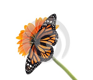 Flower with beautiful monarch butterfly isolated