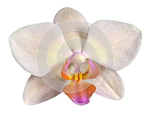 Flower of beautiful orchid Phalaenopsis in cream color