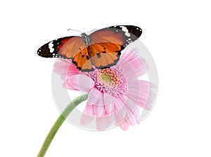 Flower with beautiful painted lady butterfly isolated