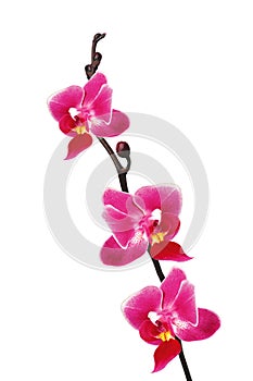 Flower beautiful pink orchid - phalaenopsis