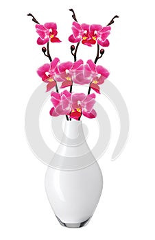 Flower beautiful pink orchid - phalaenopsis in vase isolated