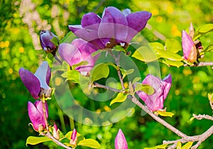 Flower with beautiful pink petals on a branch with young green leaves