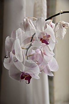 Flower of the beautiful white-pink orchid Phalaenopsis