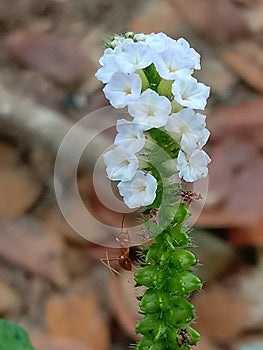 flower beauty attracts ants