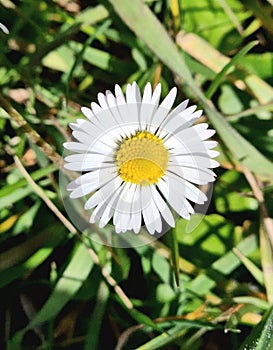 Flower beauty in nature plante