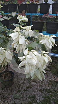 Flower beauty nice enjoy tree