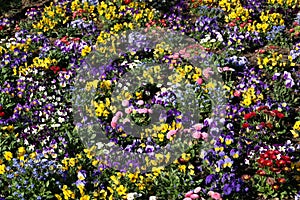 Flower bed