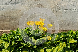 A flower bed against the wall