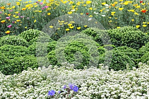 Flower bed with annuals and herbs photo