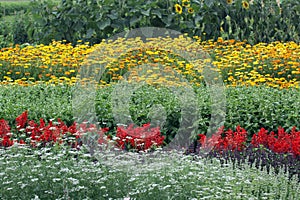 Flower bed with annuals in summertime photo