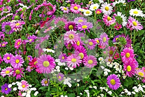 Flower bed of autumn flowers