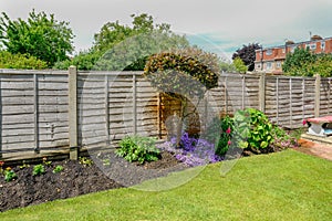 Flower bed in the back-garden with a fence behind the plants.