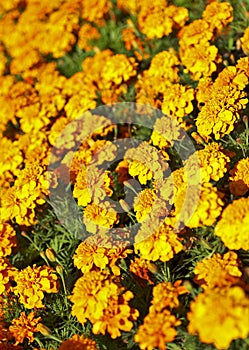 flower bed of beautiful marigold