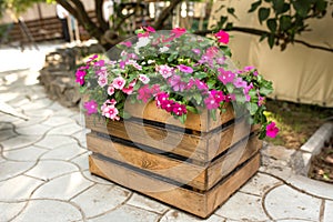 A flower bed with a beautiful pink and red flowers wooden box stands outdoors against the background of a tree and green lawn