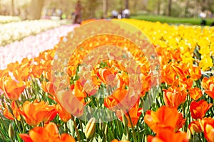 Flower bed of beautiful red tulips. Beautiful spring tulips flowers in park. Sun rays effects. Sunny day