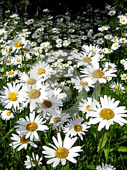 Flower-bed of beautiful white chamomiles
