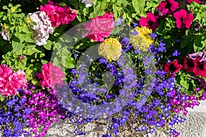 A flower bed with blooming petunias, lobelia and Imeretian saffron on a sunny summer day