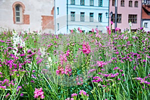 Flower bed with blooming pink snapdragon flower