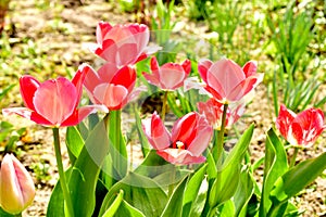 Flower bed with blooming pink tulips