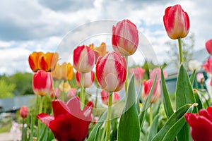 Flower bed with blooming tulips in a sunny spring day. Natural lansdcape