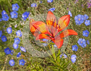 Flower bed with blue linen and saffron lily photo