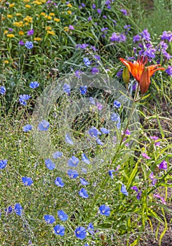 Flower bed with blue  linen  and saffron lily photo