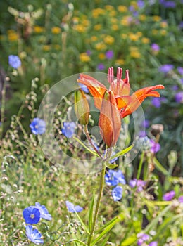 Flower bed with blue linen and saffron lily photo