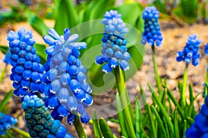 Flower bed with blue muscari close-up. Spring blooming of beautiful flowers