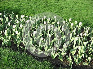 Flower Bed, Boston Public Garden, Boston, Massachusetts, USA