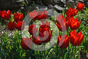Flower bed of bright red Triumph Tulips, Tulipa La Suisse