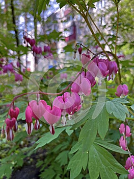 on a flower bed in the city, a dicenter flower bloomed