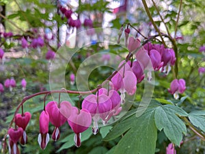 on a flower bed in the city, a dicenter flower bloomed
