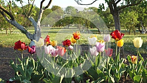 A flower bed close-up view with blooming colorful tulips