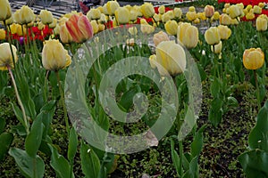 Flower bed with colourful tulips