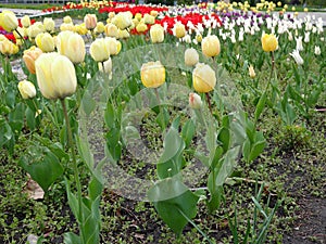 Flower bed with colourful tulips